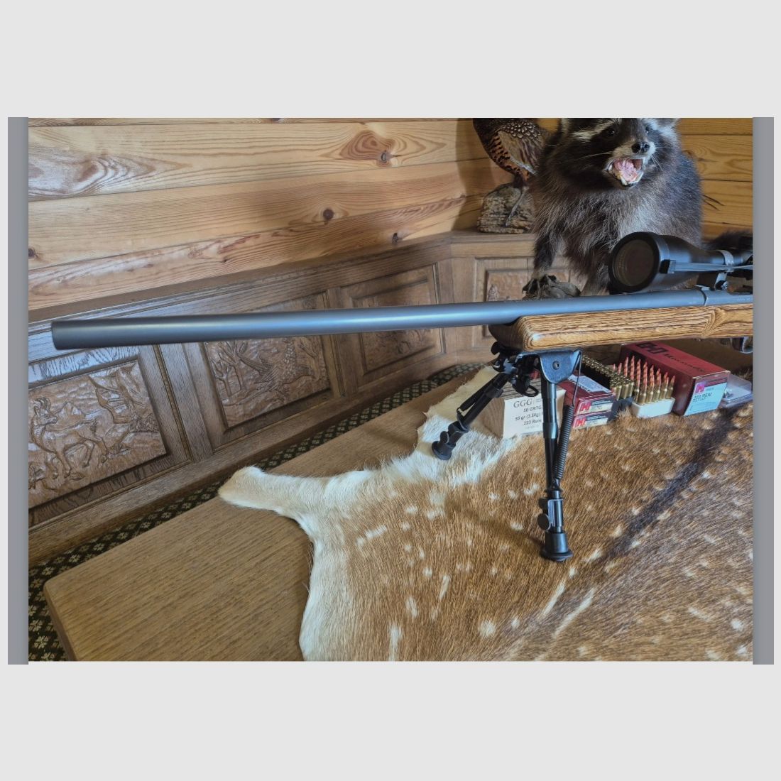 Ruger M77 MK2 VT Varmint/Target SS 223 REM in very good condition Harris Ultra Light bipod, image 3 of 10