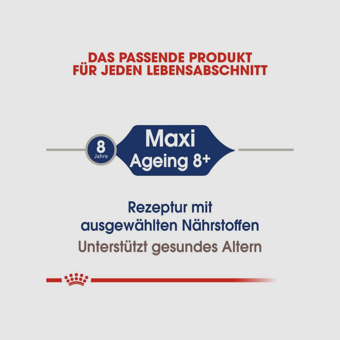 ROYAL CANIN Ältere Große Hunde Nassfutter Maxi Ageing 8+ 10x140 g