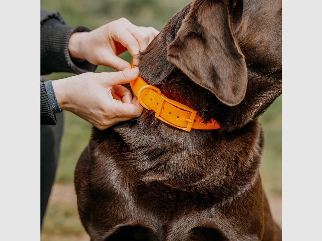 HP&G Dog Collar 19mm Orange
