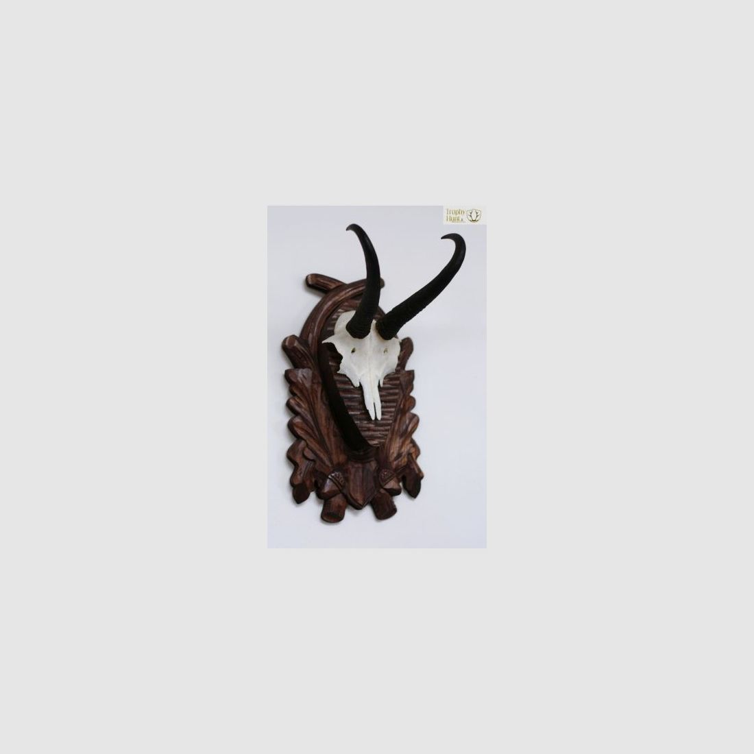 Trophée de chamois