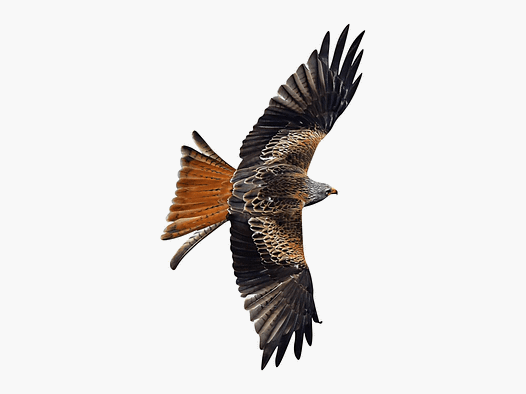Autocollants de protection pour oiseaux sur les fenêtres milan royal