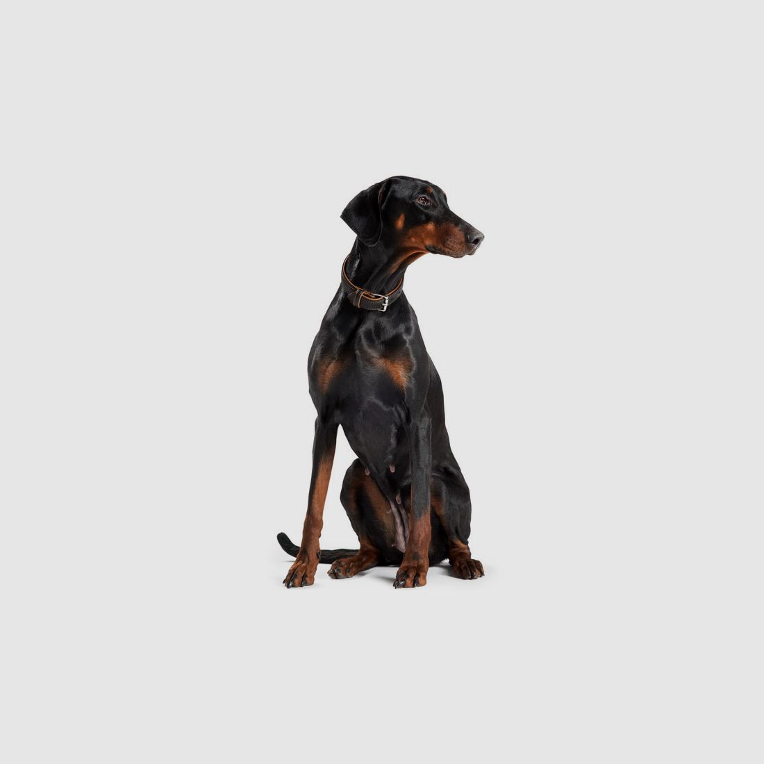 Collare Hunter in pelle di alce canadese in cognac/nero, immagine 4 di 4