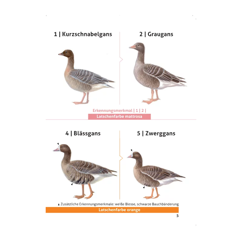 Brochure "Guide d'identification des oies sauvages", image 3 sur 3
