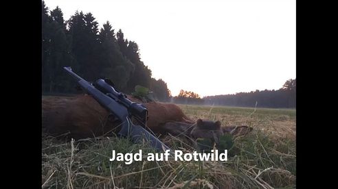 Jagd auf Rotwild 2018