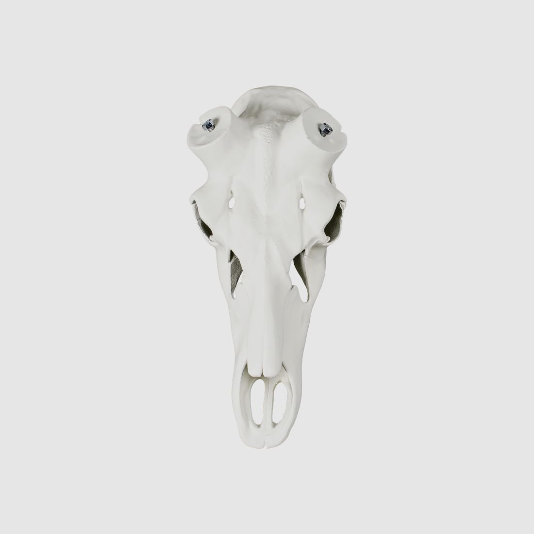 ALU SKULL VOOR HERT 65 GEHELE KOP