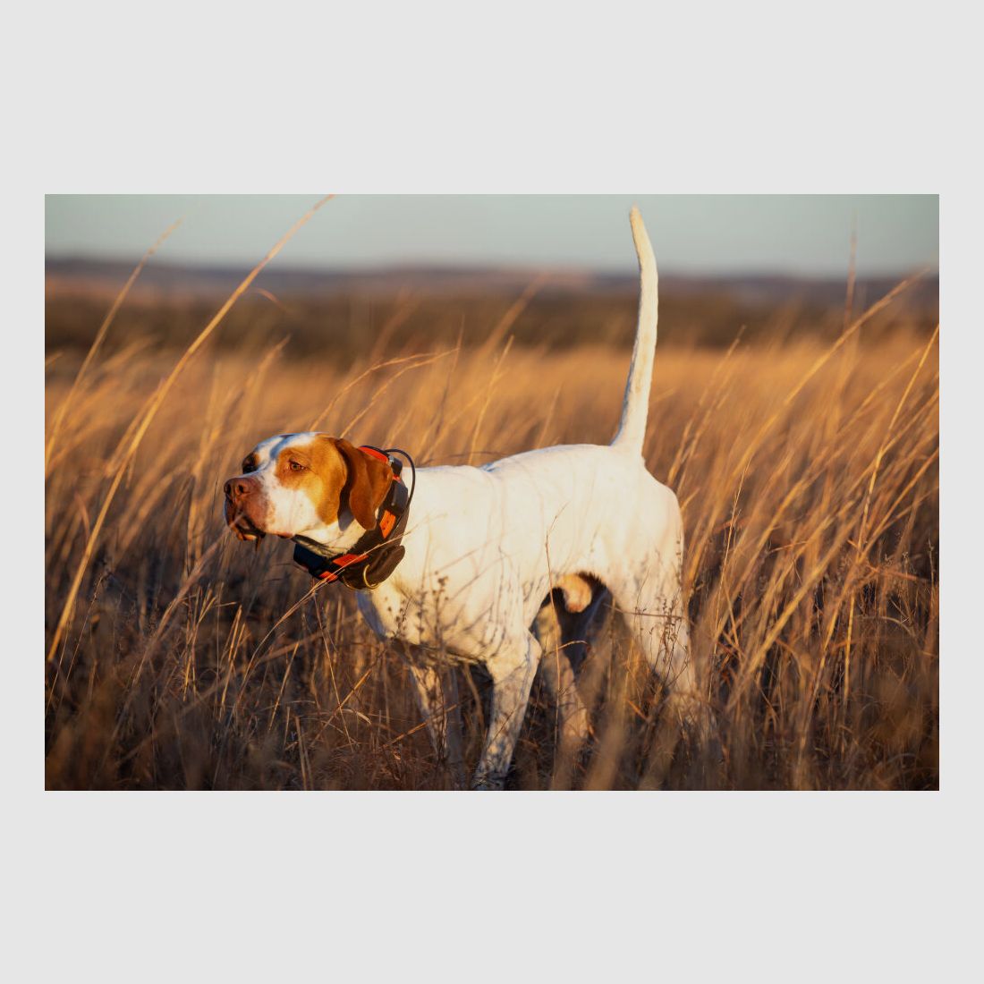 Garmin Garmin Alpha® LTE - Hundeortung