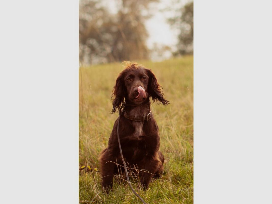 Essential Foods Essential Contour Small Size 2,5kg