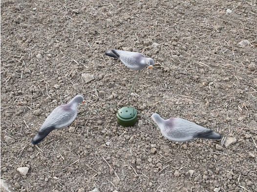 Pigeon magnet