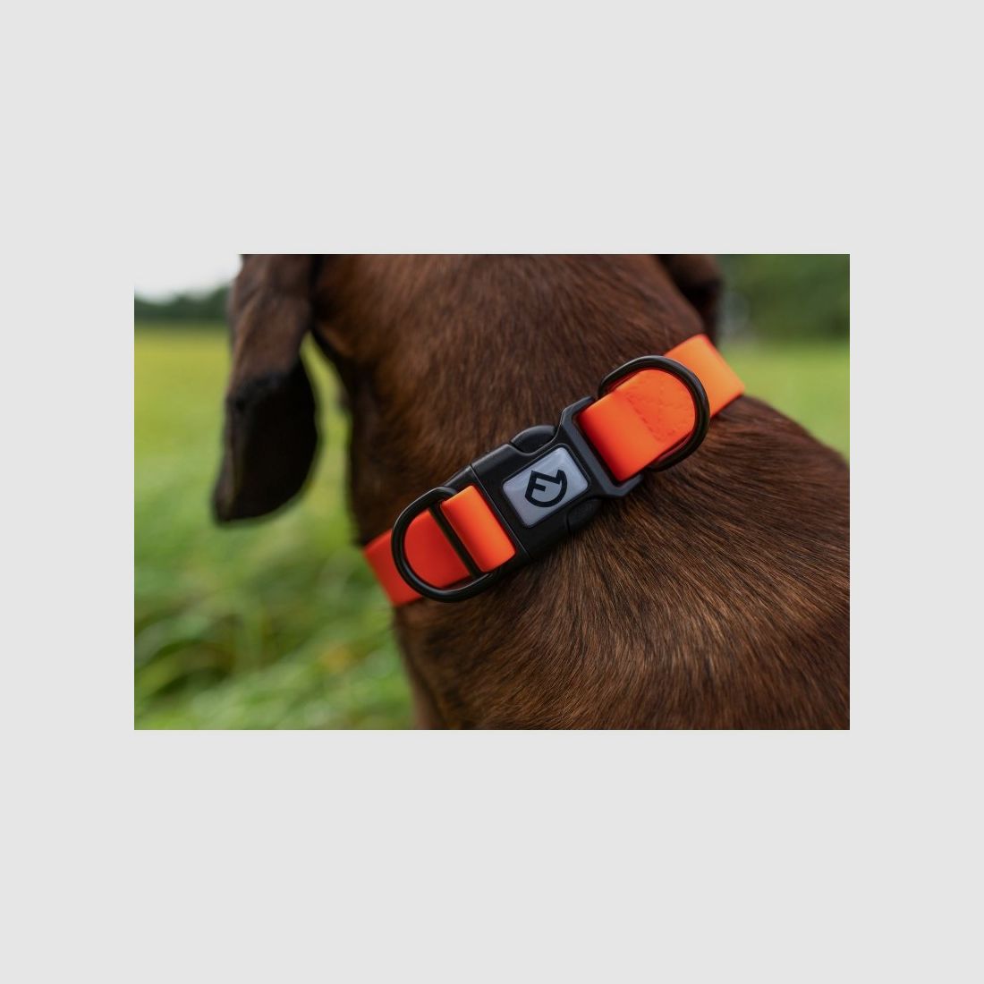 Farm-Land Collar Ajustable Naranja Señal