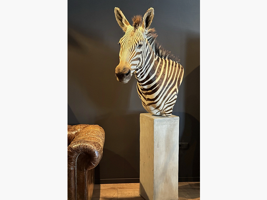 Zebra-Schulterpräparat