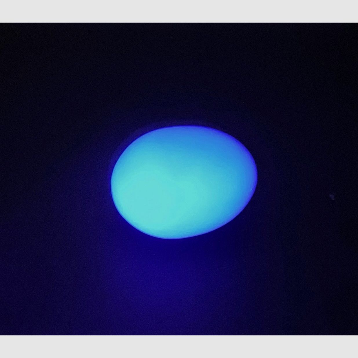 Lockvögel – UV-Blau, Bild 1 von 2