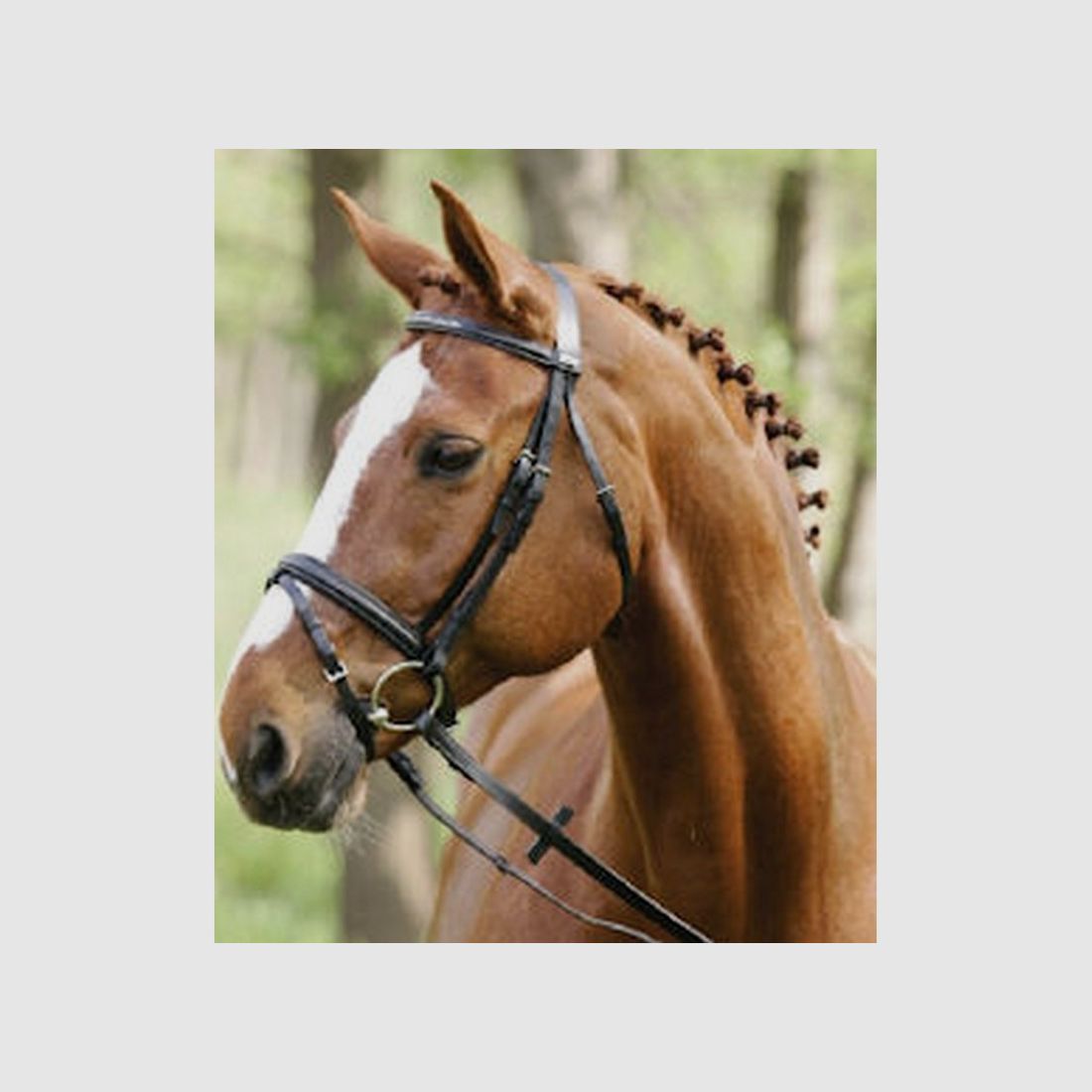 Bittina per pony Stübben marrone, immagine 1 di 2