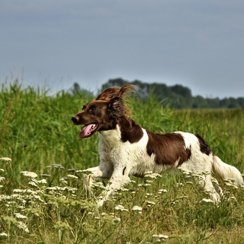 Rasseprofil: Kleiner Münsterländer