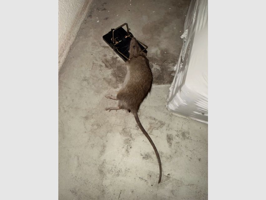 Trampa para ratas de autoajuste