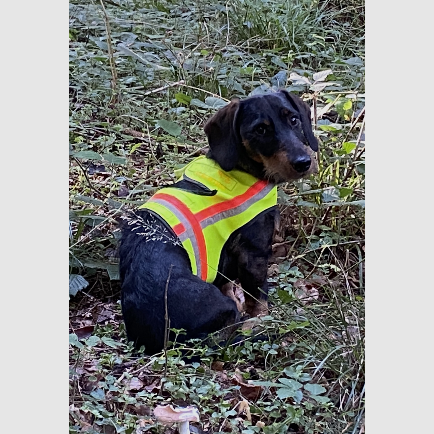 Fritzmann Hunde-Signalweste ( 40 )