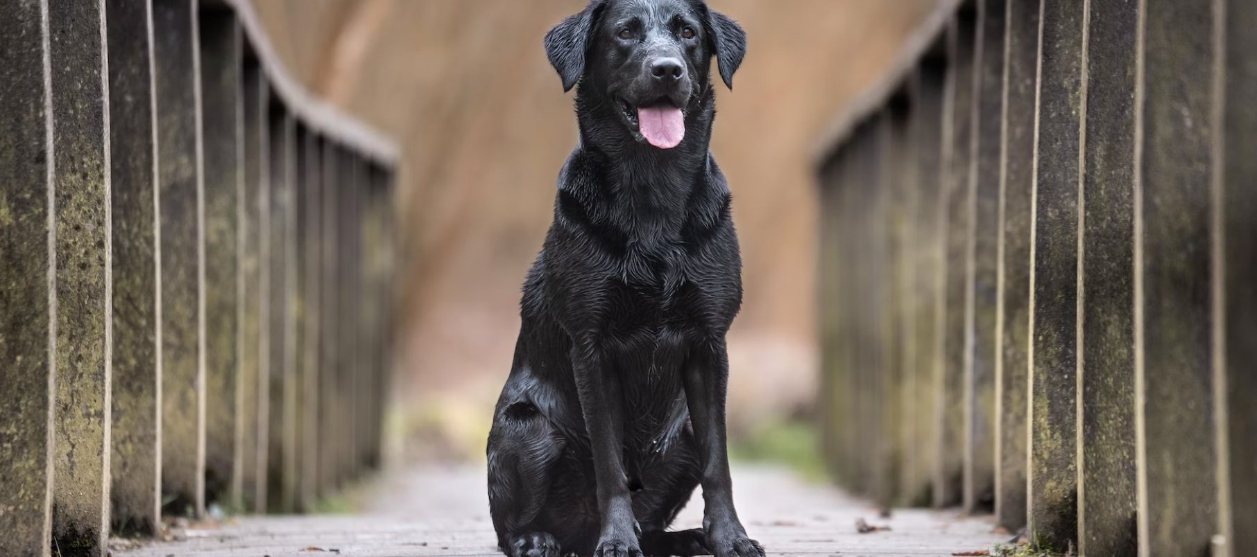 Labrador Retriever - ein toller Jagd- und Familienhund