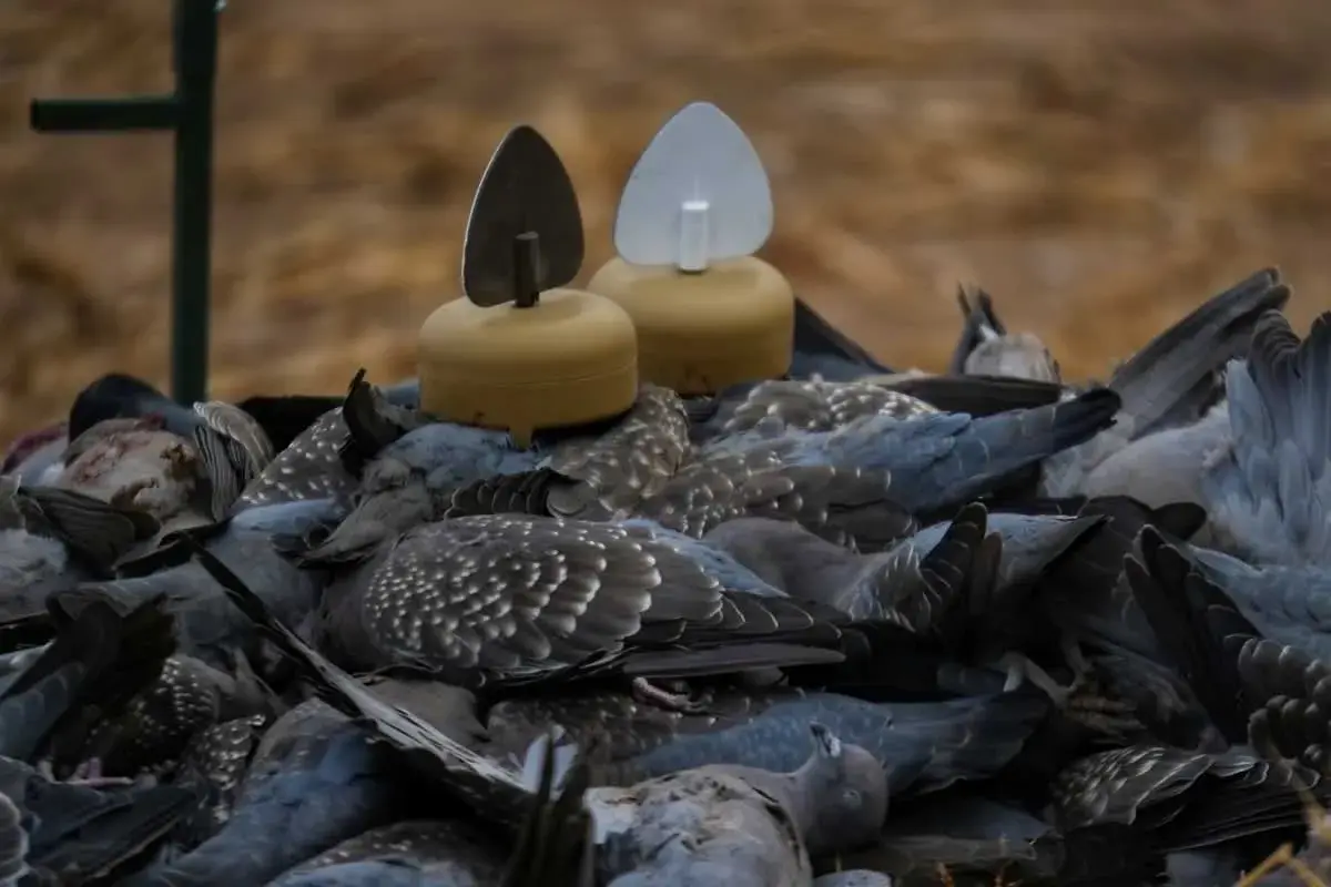 Mojo Dove A Flicker x4, Bild 8 von 8