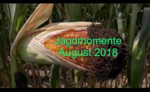 Jagdmomente im August 2018 - Hunting Moments in August