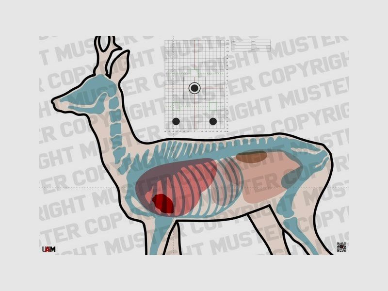 Anatomie Target Rehbock DIN A1 Przise Zielscheibe fr waidgerechtes Schie...