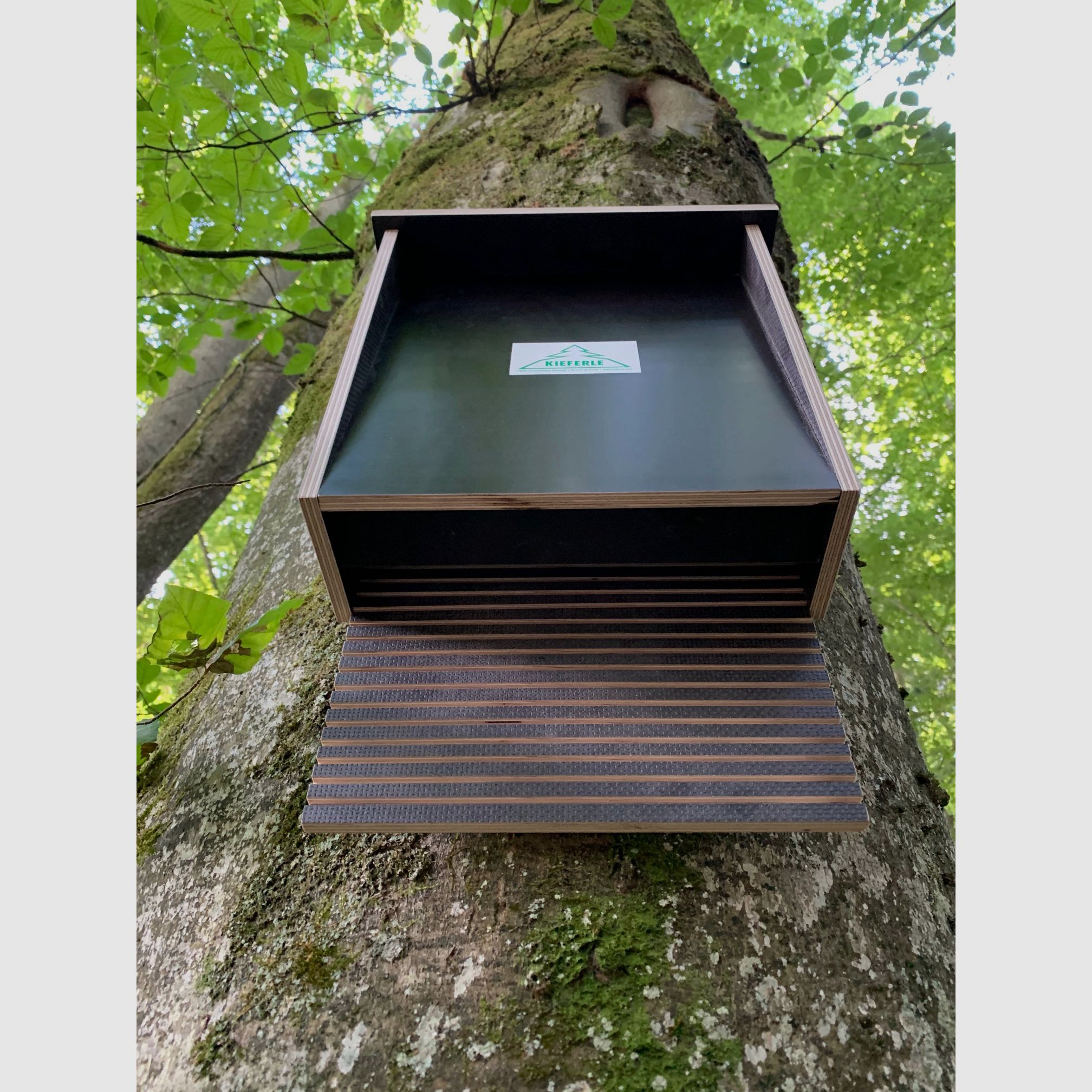 Fledermauskasten