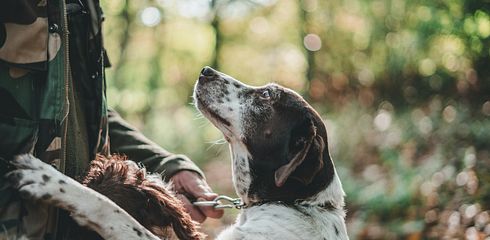 Planning is everything: How to get the perfect hunting dog into your home