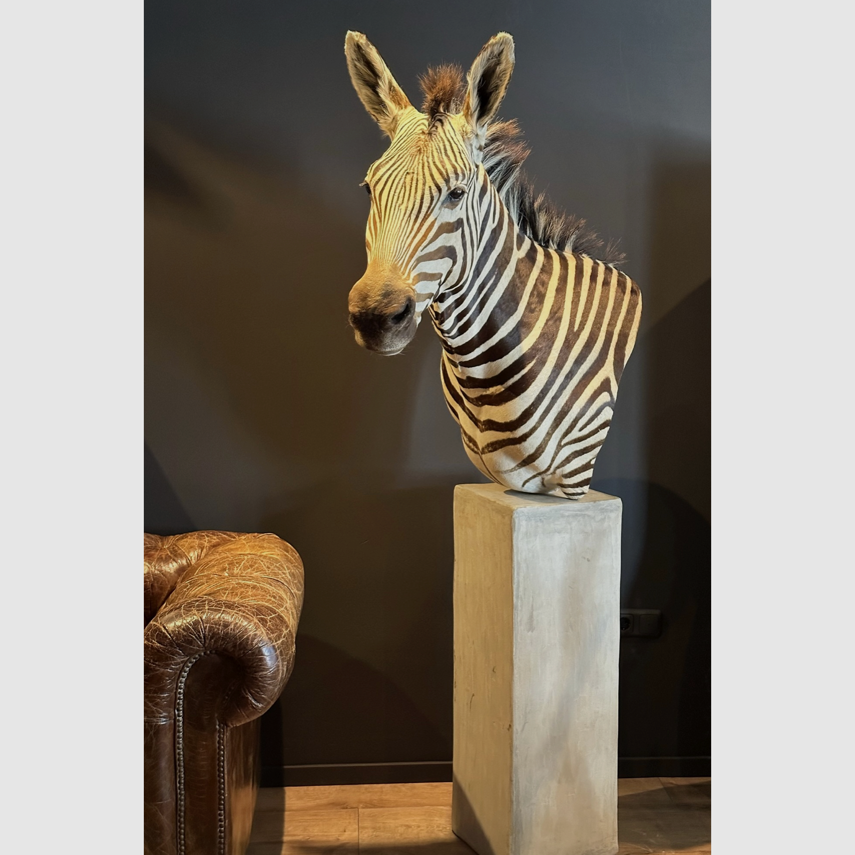 Trofeo di zebra da spalla, immagine 1 di 15