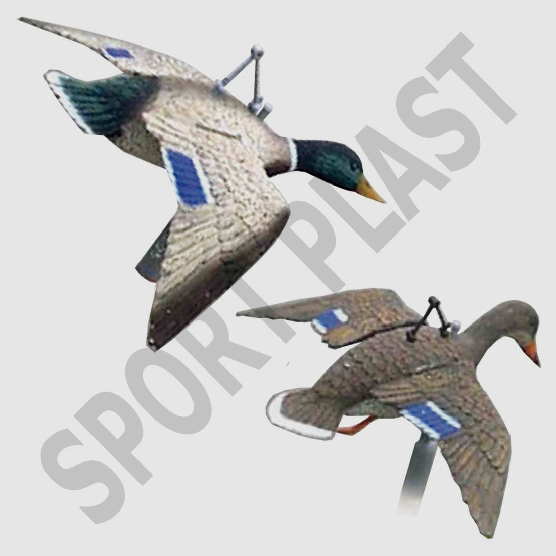 Ensemble Canard En Vol Ailes Ouvertes Mâle Femelle