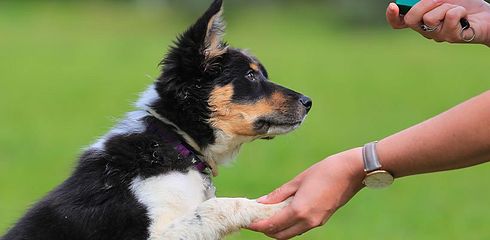 Clickertraining für Hunde