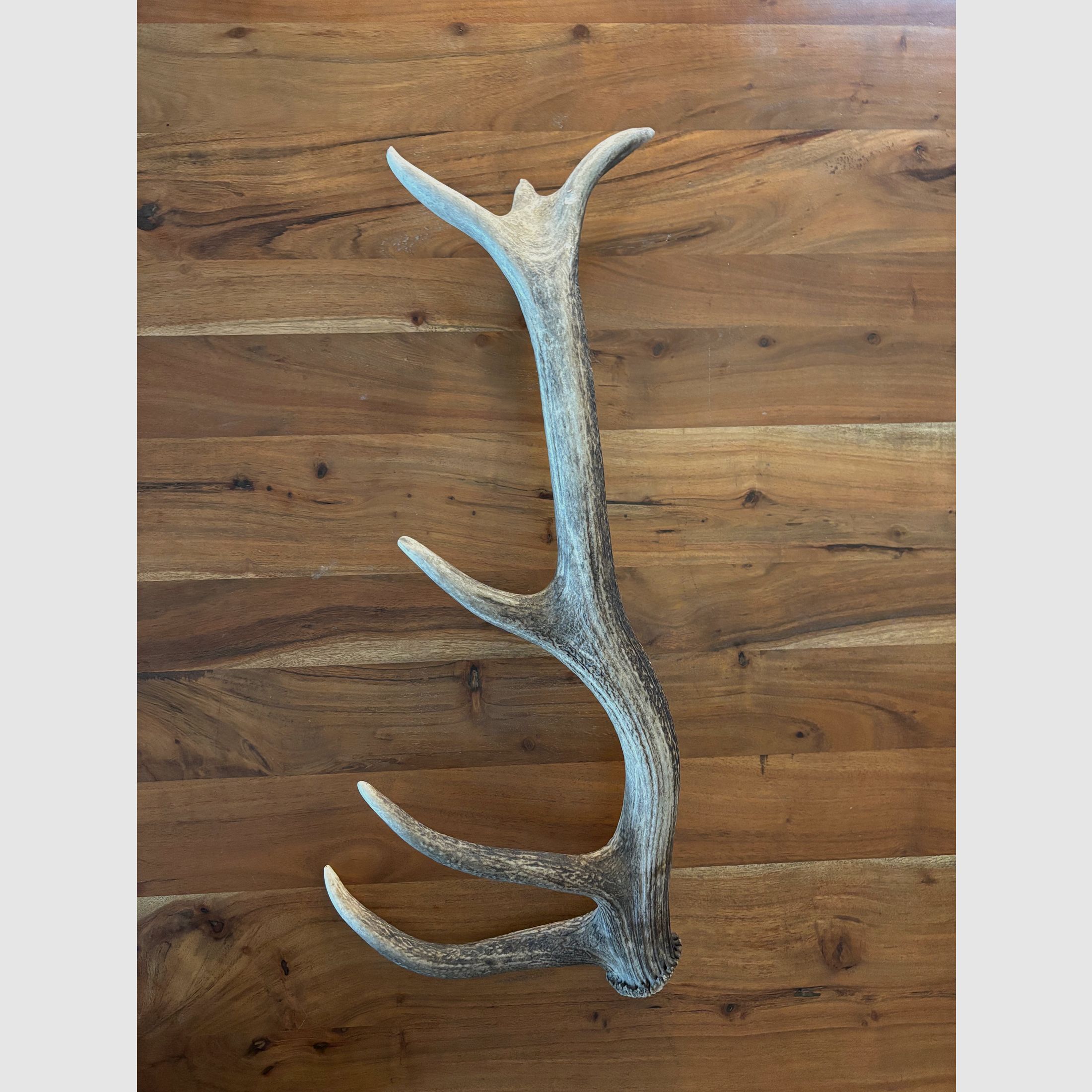 Abwurfstange Rotwild