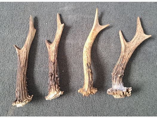 4 Stück Rehwild Gehörn