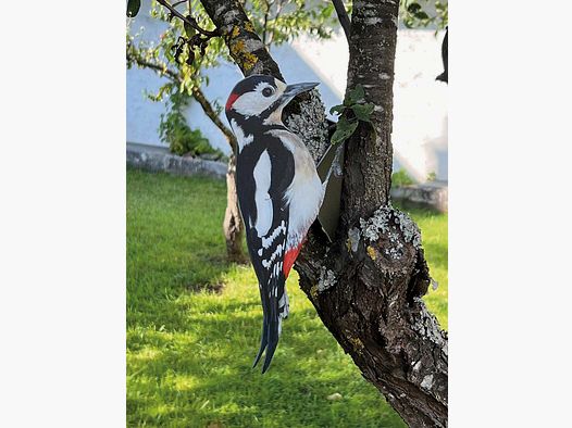 Cebo Pájaro Carpintero