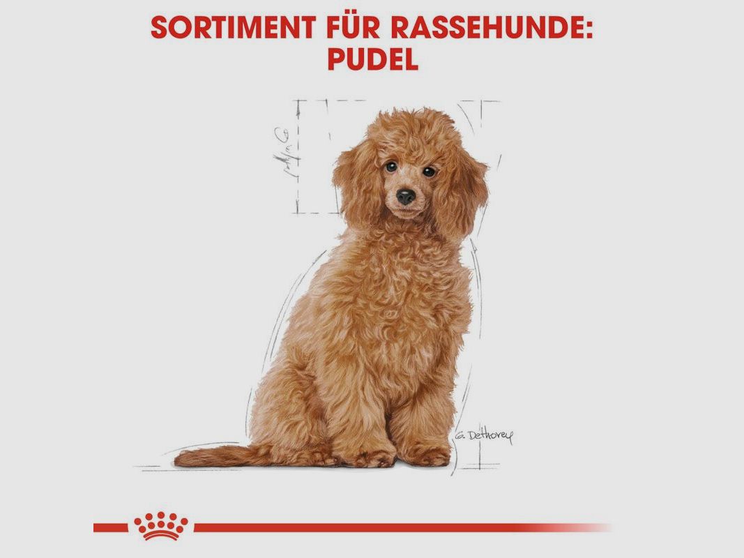 ROYAL CANIN Pudel Trockenfutter Welpen 3 Kg