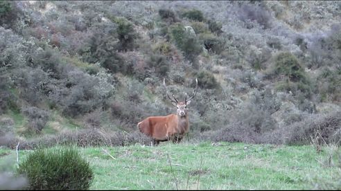 Hunting Red deer and pigs in New Zealand