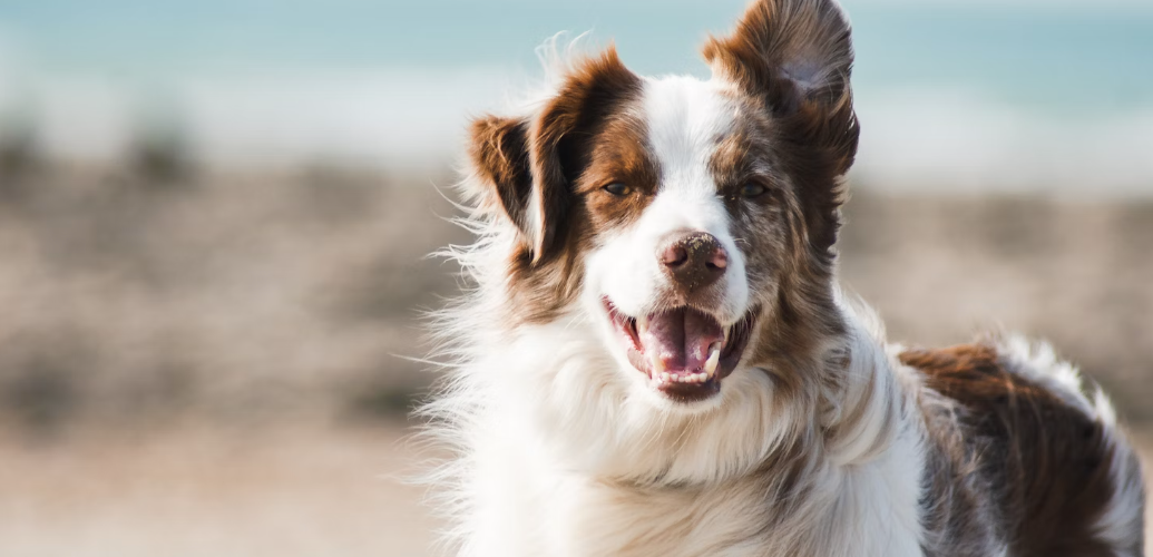 The Best Remedies Against Dog Parasites