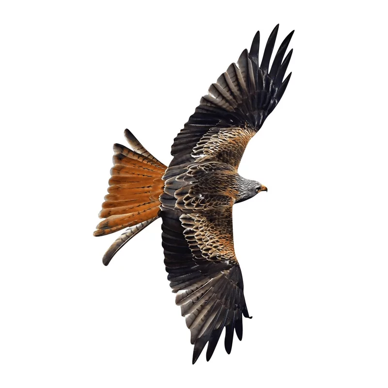 Window bird protection stickers red kite