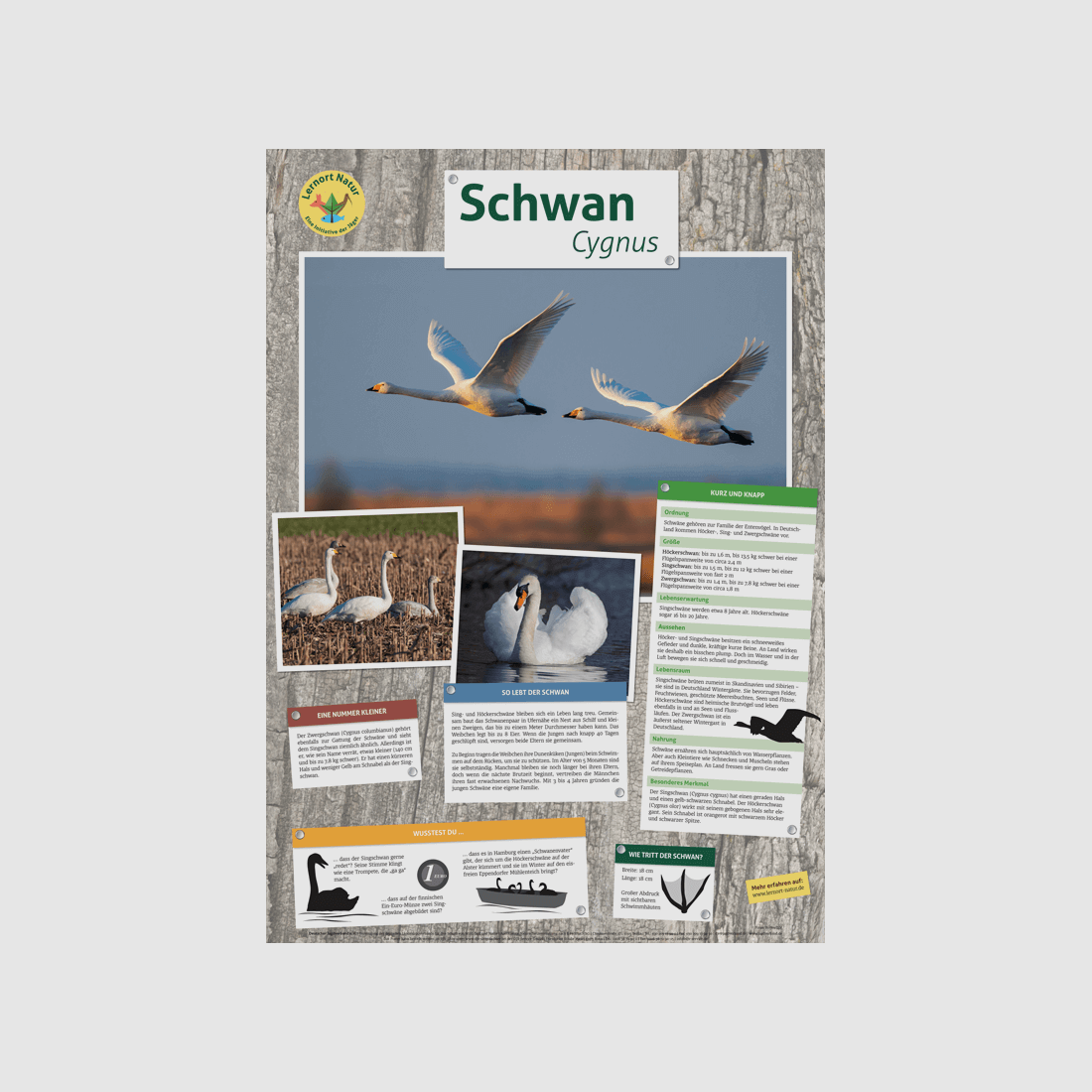 Lernort Natur-Tierposter Schwan