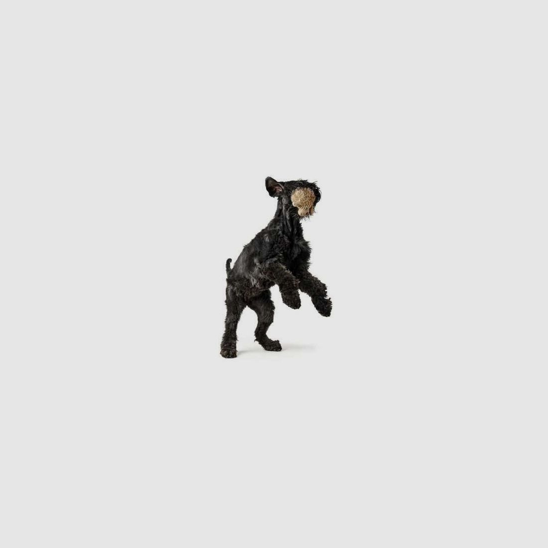 Hunter Hundespielzeug Plüsch Pori beige 18cm
