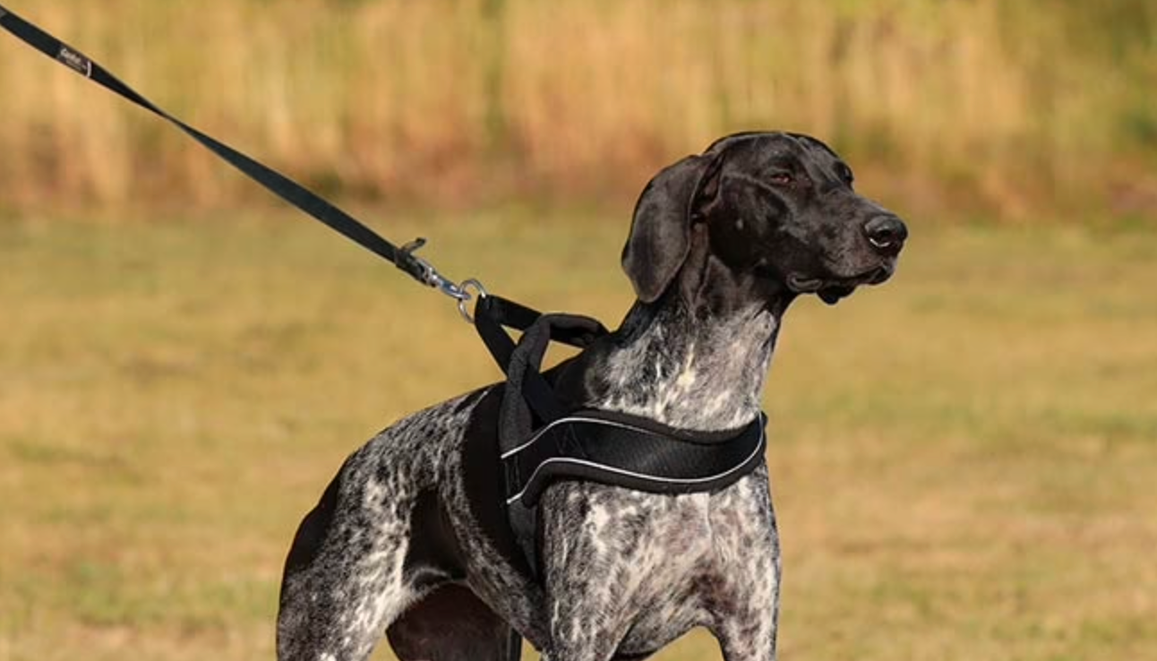 Norwegian Harness for Dogs: A Comprehensive Guide and Important Notes