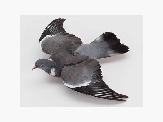 Stuffed Wood Pigeon with Open Wings