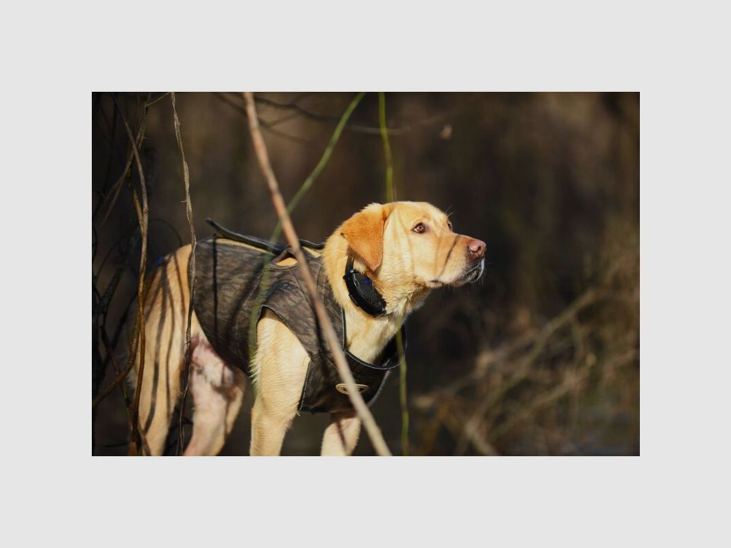 ASD Boaters Hundeparka Max5