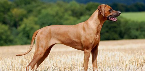 Rasseprofil: Rhodesian Ridgeback