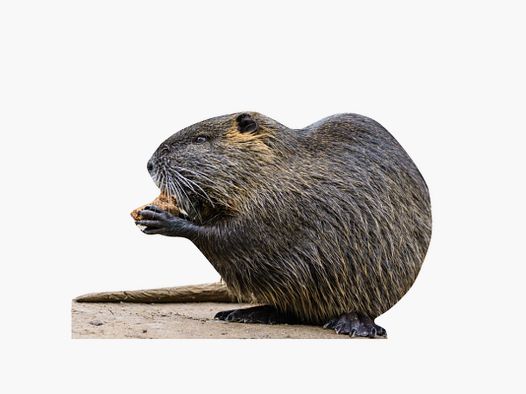 Support pour animaux nutria