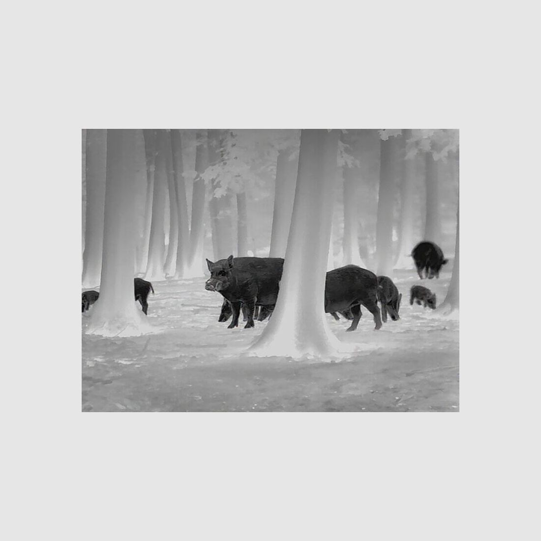 *** SUPER PROMO! *** Leica Calonox, image 6 of 8