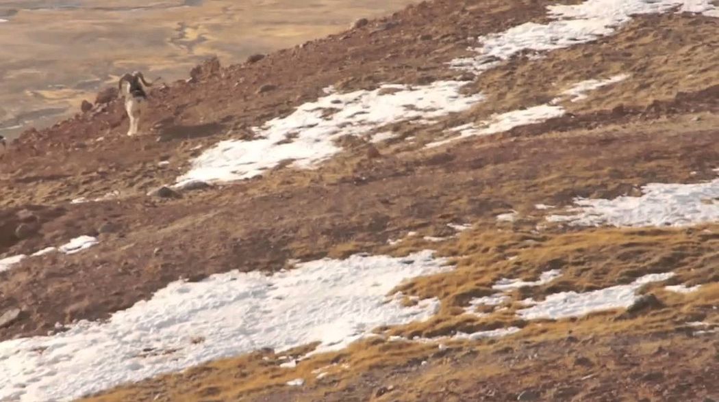 Marco Polo Hunting (Ovis Ammon Polii) - Tajikistan