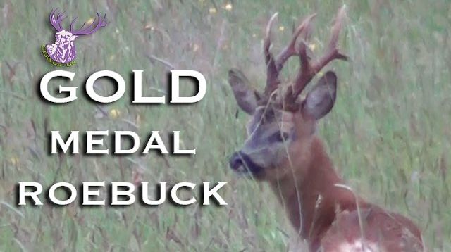 GOLD MEDAL ROEBUCK!