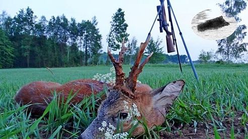 Searching for a medal roebuck #5 - Polowanie na rogacza - Rehbockjagd - chasse brocard