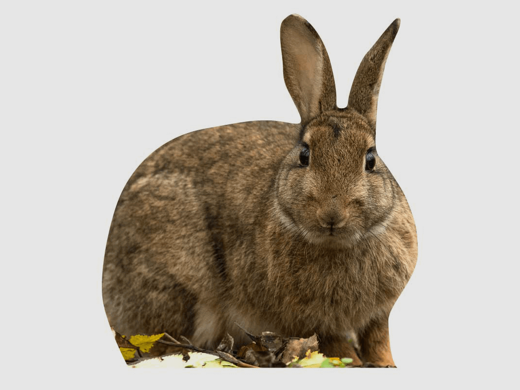 Tieraufsteller Wildkaninchen