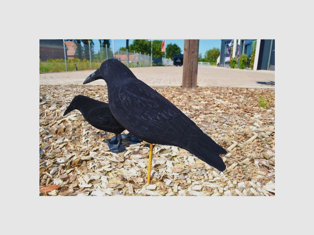 Lockkrähe beflockt Riesenkrähe Magnum 50cm