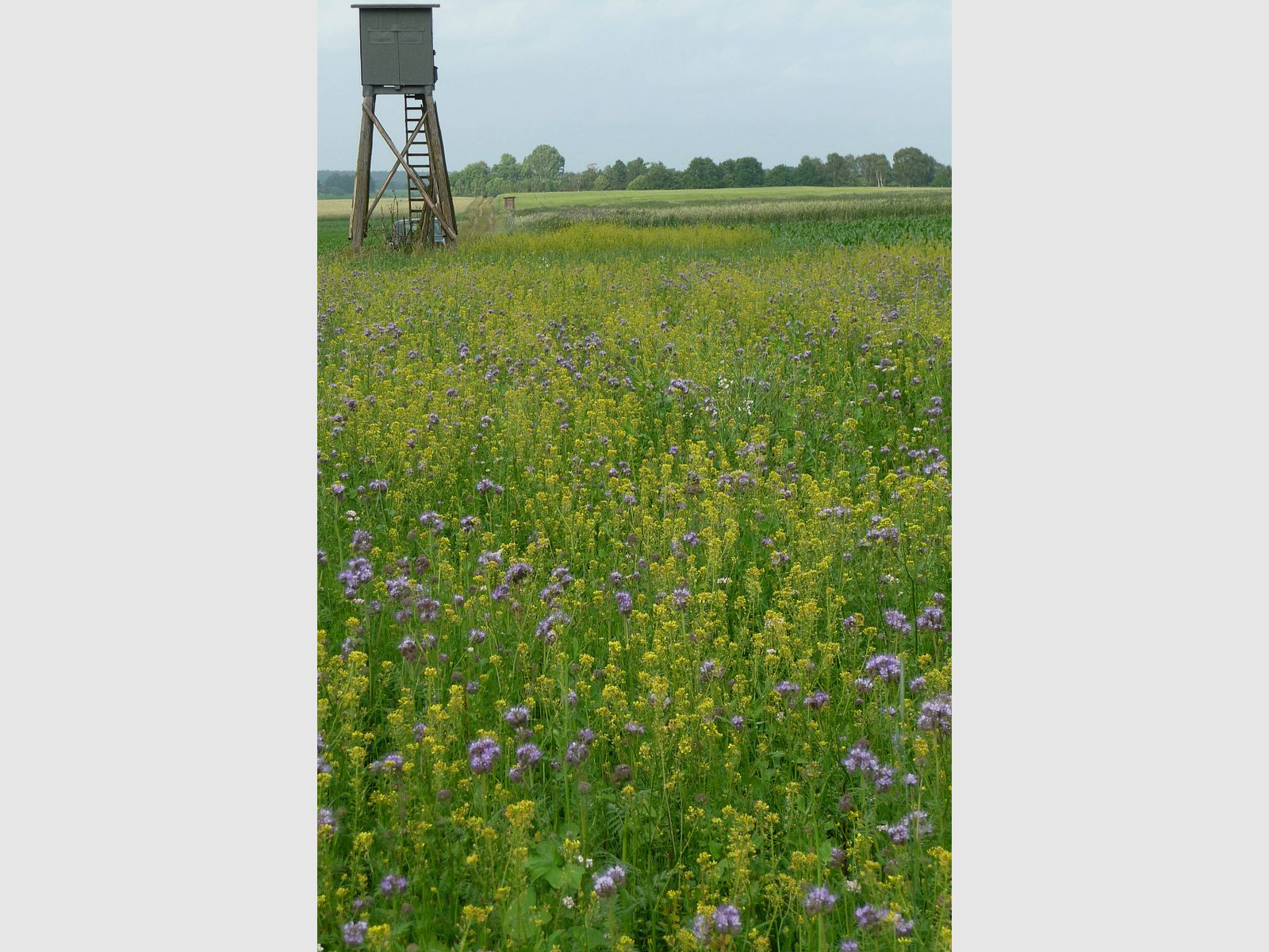 Kiepenkerl Wildschutzmischung WSM 1