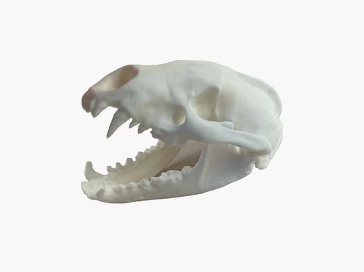 Réplique de crâne de blaireau (à taille réelle)